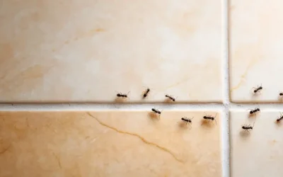 Controle de pragas e Vigilância Sanitária em Salvador: principais motivos de autuação